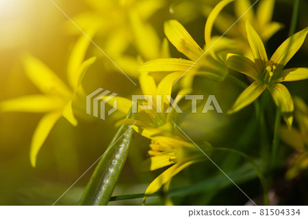 Yellow flowers grow on a flower bed in spring, beautiful light falls Yellow flowers grow on a flower bed in spring, beautiful light falls 81504334