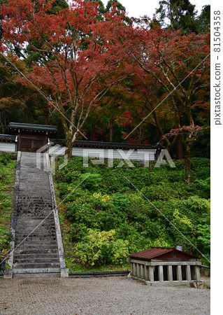 Autumn leaves of Seikanji Temple Autumn leaves of Seikanji Temple 81504358