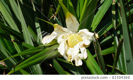 Pandanus, the fruit just after flowering is cute 81504368