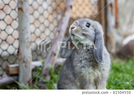 Cute rabbit playing in the meadow green grass. Friendship with easter bunny. Happy rabbit. 81504550