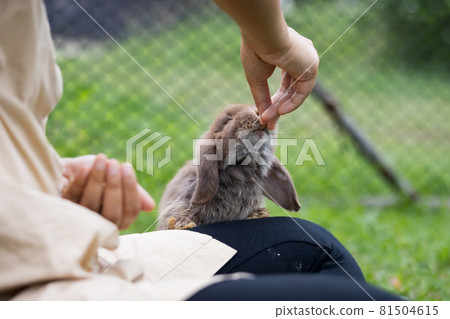 Cute rabbit eating pellet food from owner woman hand. Hungry rabbit eating food in the meadow. Owner feeding food to her rabbits. Friendship with easter bunny. Cute rabbit eating pellet food from owner woman hand. Hungry rabbit eating food in the meadow. Owner feeding food to her rabbits. Friendship with easter bunny. 81504615