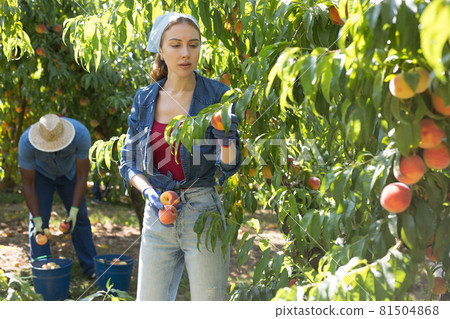 Man and woman harvesting peaches Man and woman harvesting peaches 81504868