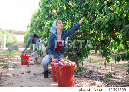 Young female gardener during harvesting of plums at garden 81504869