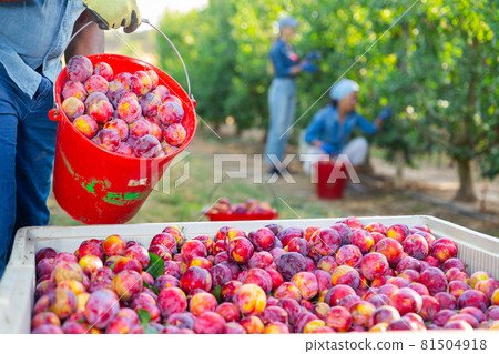 Crate with freshly harvested plums at orchard 81504918