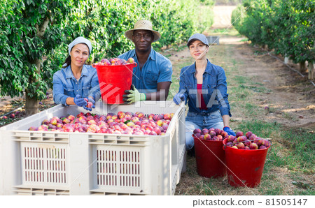 Farmers posing with harvested plums in orchard Farmers posing with harvested plums in orchard 81505147