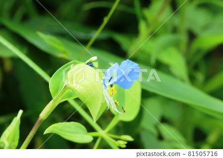 Commelina community (亞洲白日花) 兩層花和芽 Commelina community (亞洲白日花) 兩層花和芽 81505716