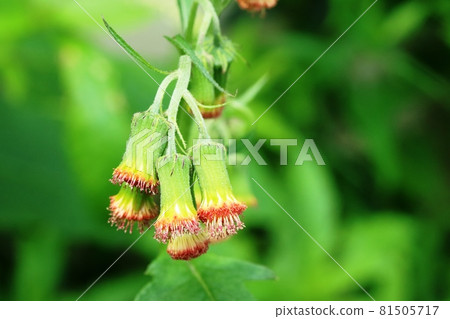 Gynura crepidioides (Pistil) 在花頭的頂端有一個柱頭 Gynura crepidioides (Pistil) 在花頭的頂端有一個柱頭 81505717
