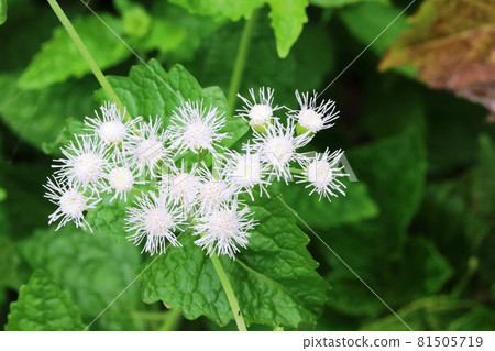 冷白 Eupatorium japonicum(西紫藤) 冷白 Eupatorium japonicum(西紫藤) 81505719