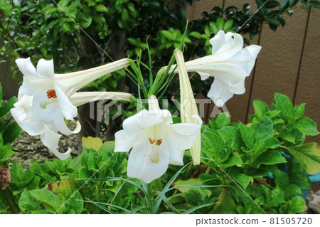 花瓣上帶有紫色條紋的複活節百合是 Lilium formosanum (Yuri Takasago) 花瓣上帶有紫色條紋的複活節百合是 Lilium formosanum (Yuri Takasago) 81505720