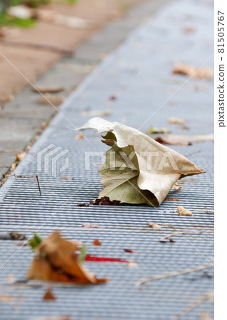 Fallen leaves, drains, plants, leaves, nature, greens, outdoors, leaves 81505767