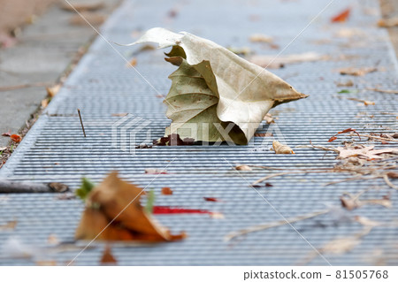 Fallen leaves, drains, plants, leaves, nature, greens, outdoors, leaves 81505768