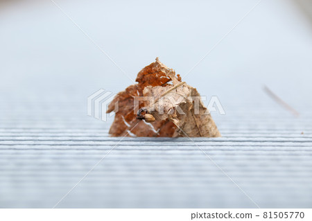Fallen leaves, drains, plants, leaves, nature, greens, outdoors, leaves Fallen leaves, drains, plants, leaves, nature, greens, outdoors, leaves 81505770