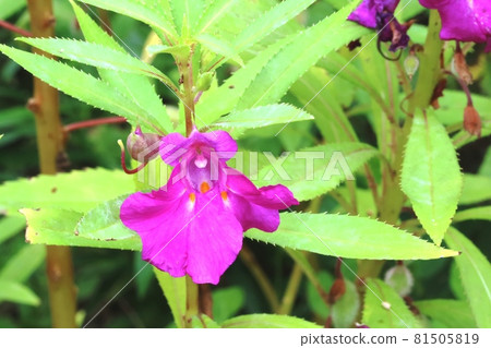 Impatiens balsa (Impatiens balsa) whose flower shape resembles that of Impatiens textori Impatiens balsa (Impatiens balsa) whose flower shape resembles that of Impatiens textori 81505819