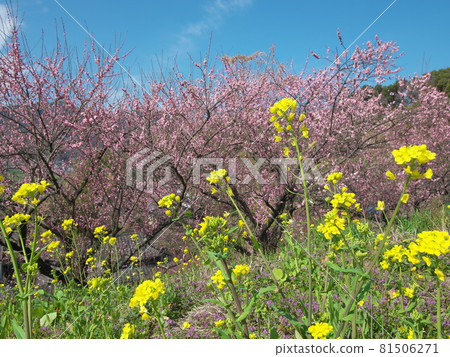 Rape blossoms and plum blossoms in full bloom in early spring 81506271