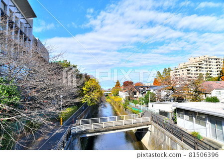 從清城橋/仙川（東京都世田谷區）上游看 [2020.11] 81506396