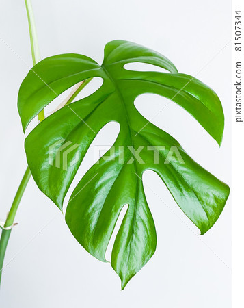 Rhaphidophora tetrasperma or Mini Monstera indoor plant Rhaphidophora tetrasperma or Mini Monstera indoor plant 81507344