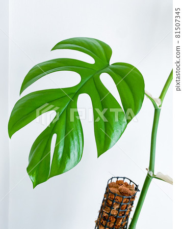 Rhaphidophora tetrasperma or Mini Monstera indoor plant Rhaphidophora tetrasperma or Mini Monstera indoor plant 81507345