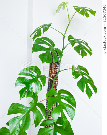 Rhaphidophora tetrasperma or Mini Monstera indoor plant Rhaphidophora tetrasperma or Mini Monstera indoor plant 81507346