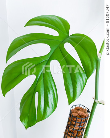 Rhaphidophora tetrasperma or Mini Monstera indoor plant Rhaphidophora tetrasperma or Mini Monstera indoor plant 81507347