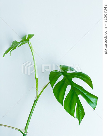 Rhaphidophora tetrasperma or Mini Monstera indoor plant 81507348