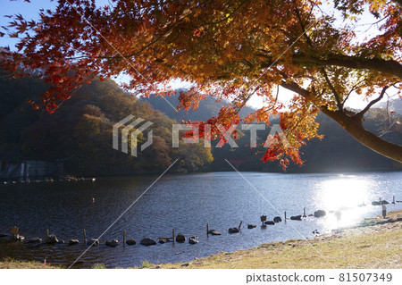 臼井湖_秋葉 臼井湖_秋葉 81507349