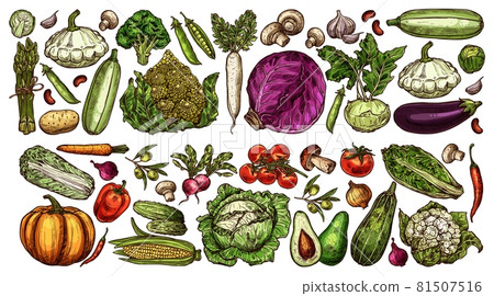 hand drawn farm and garden ripe vegetables set 81507516