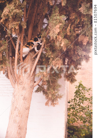 Calico cat climbing a tree in the Albaisin district of Granada, Spain 81507694