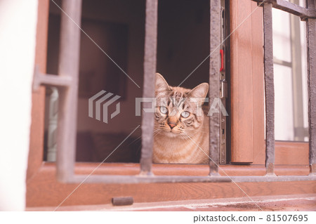 西班牙格拉納達阿爾拜辛區的貓透過窗戶偷看 81507695