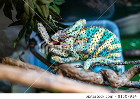 Multicolored chameleon on green tree at tropical forest or zoo. Wild bright reptile or exotic animal Multicolored chameleon on green tree at tropical forest or zoo. Wild bright reptile or exotic animal 81507914