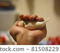 Java sparrow chick sleeping in the palm of your hand 81508229