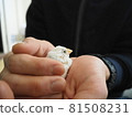 Java sparrow chick that warms in the palm of your hand 81508231