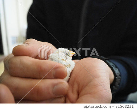 Java sparrow chick that warms in the palm of your hand 81508231