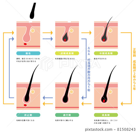 Hair growth cycle 02 Hair growth cycle 02 81508243