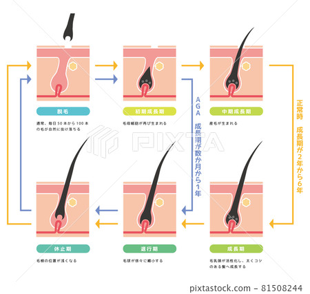 Hair growth cycle 01 81508244