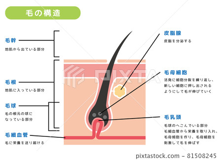 Hair structure 02 Hair structure 02 81508245