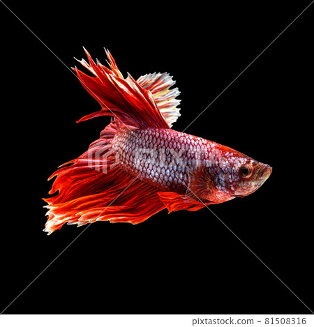 Movement beautiful of colorful siamese betta fish or half moon betta splendens fighting fish in thailand on black color background. underwater animal or pet concept. Movement beautiful of colorful siamese betta fish or half moon betta splendens fighting fish in thailand on black color background. underwater animal or pet concept. 81508316