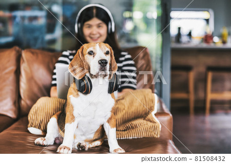 Closeup Beagle dog wearing headphone and sitting with Asian business woman using technology laptop and earphone for working from home in indoor house by video conference call, social distance concept Closeup Beagle dog wearing headphone and sitting with Asian business woman using technology laptop and earphone for working from home in indoor house by video conference call, social distance concept 81508432