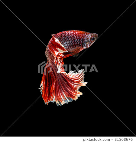 Movement beautiful of colorful siamese betta fish or half moon betta splendens fighting fish in thailand on black color background. underwater animal or pet concept. 81508676