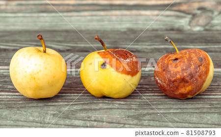 Three yellow apples ripe rotting and dead withered on wood 81508793