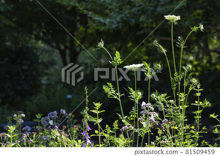 Summer and plants, sunny summer sunshine and summer flowers 81509459