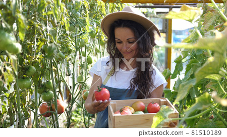 Happy farmer in hat with the produce from the tomato garden. Holds tomato in hand. Tomatoes ripening in a greenhouse. Ripe and unripe grape tomatoes farm, Fresh tomatoes plants. Happy farmer in hat with the produce from the tomato garden. Holds tomato in hand. Tomatoes ripening in a greenhouse. Ripe and unripe grape tomatoes farm, Fresh tomatoes plants. 81510189