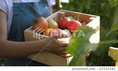 Woman holds a wooden box with tomatoes in a vegetable garden. Harvesting in the field, organic products. Woman holds a wooden box with tomatoes in a vegetable garden. Harvesting in the field, organic products. 81510192