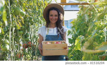 Happy farmer in hat with the produce from the tomato garden. Tomatoes ripening in a greenhouse. Ripe and unripe grape tomatoes farm, Fresh tomatoes plants. 81510204