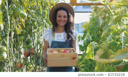 Happy farmer in hat with the produce from the tomato garden. Tomatoes ripening in a greenhouse. Ripe and unripe grape tomatoes farm, Fresh tomatoes plants. 81510226
