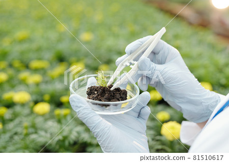 Gloved hands of scientist putting small sample of green seedling in petri dish with fertile soil Gloved hands of scientist putting small sample of green seedling in petri dish with fertile soil 81510617