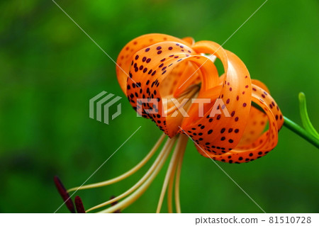 Tiger lily flowers with black spots Tiger lily flowers with black spots 81510728