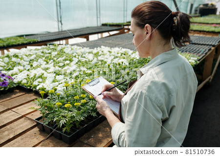 Female gardener with pen and paper standing by large table with petunias and marigolds 81510736