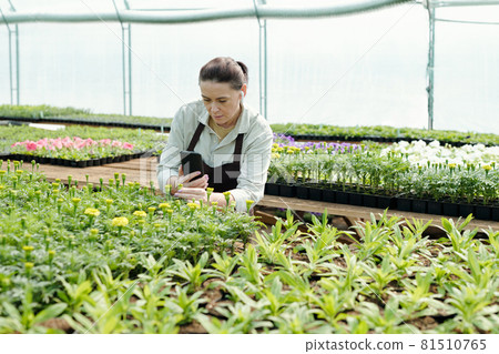 Experienced farmer with smartphone photographing flower seedlings 81510765