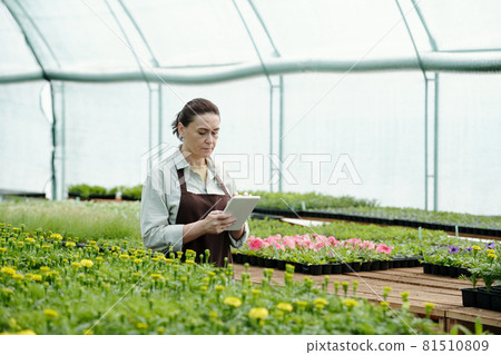 Mature female scrolling through online data about new sorts of flowers 81510809