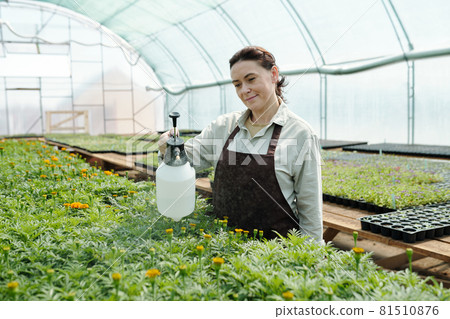 Mature woman in workwear taking care of green flower seedlings 81510876